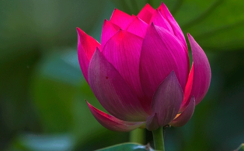 “嗔恨心”是什么？怎么对治？