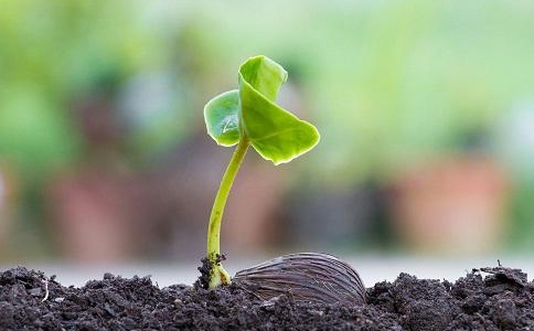 除了西方极乐世界还有什么净土？