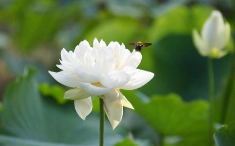 应不应该劝人念佛?怎么做? 应不应该劝人念佛?怎么做?