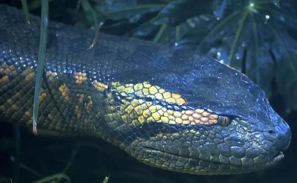 怪兽电影排行榜前十：十大必看怪兽电影