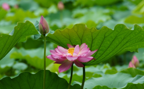 法师是什么意思？有什么含义？