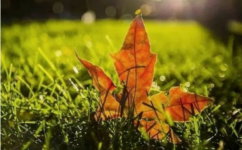 念头乱、烦恼多该怎么让心安定下来？