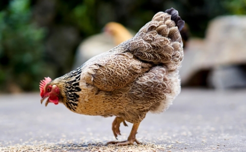 如源法师：佛教的四生是什么意思？四生是哪四生？