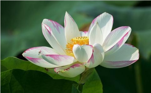 怎样念佛有功德？念佛需要注意什么？