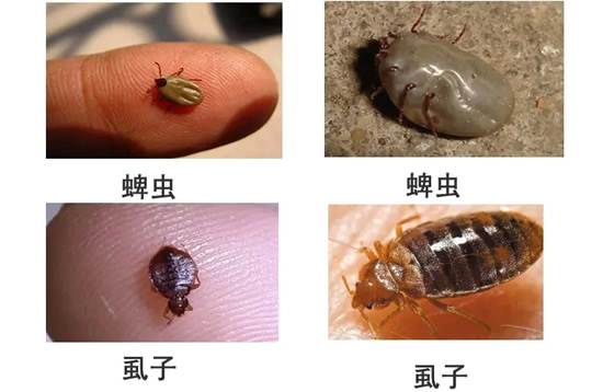蜱虫是虱子吗(虱子的一种)