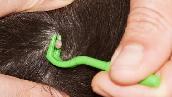 蜱虫是虱子吗(虱子的一种)