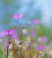 2022年9月桃花运最好的星座是哪几个