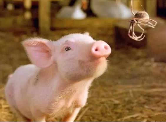 适合小学生看的电影排行榜前十名 适合小学生看的电影排行榜前十名