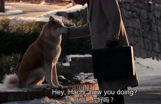 忠犬八公的原型最后怎么了 忠犬八公的故事结局是什么