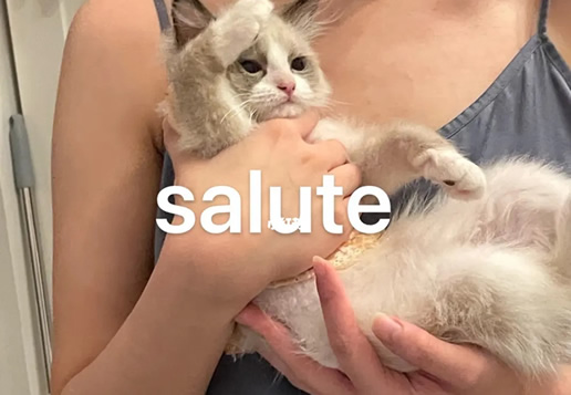 女生发salute是什么意思 求解黄子韬salute是什么梗 女生发salute是什么意思 求解黄子韬salute是什么梗