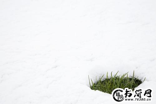 小草坚强的句子一句话 坚强的小草