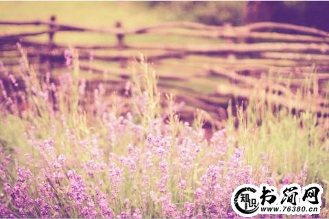 形容爱情一句话的句子 形容爱情的唯美句子