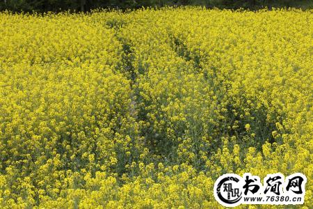 描写油菜花唯美的句子 关于油菜花的唯美句子