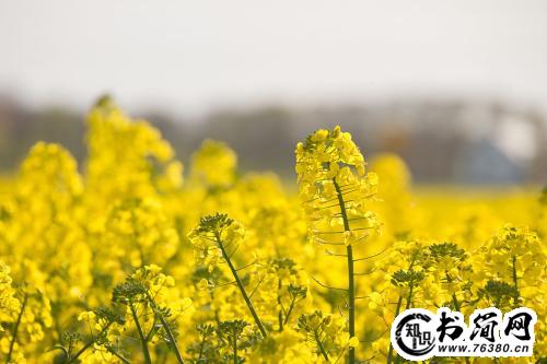 田园生活唯美的句子 描写田园生活的句子