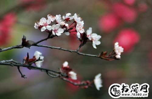 三生三世唯美的句子 三生三世唯美句子