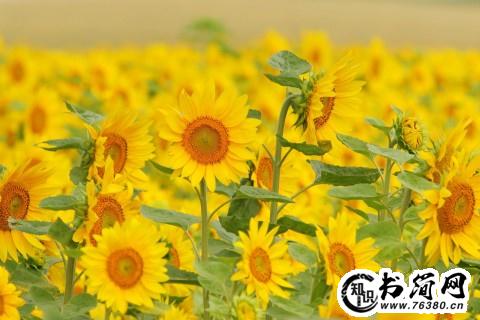 表达微笑的句子 表达微笑很美好的句子