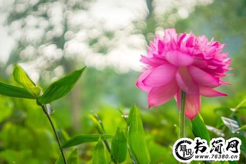 幸福的哲理句子 人生哲理的句子