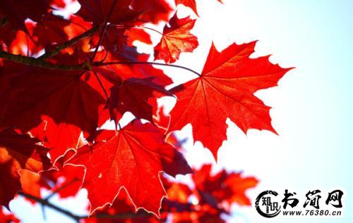 描写枫叶的优美句子 关于枫叶的唯美句子