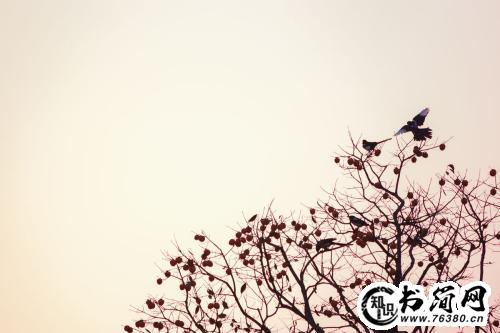 描写情感的优美句子 描写爱情的唯美句子