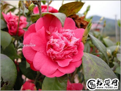 描写红茶花的优美句子 描写茶花的优美句子