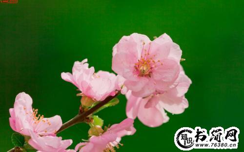 描写春天草的优美句子 描写小草的优美句子