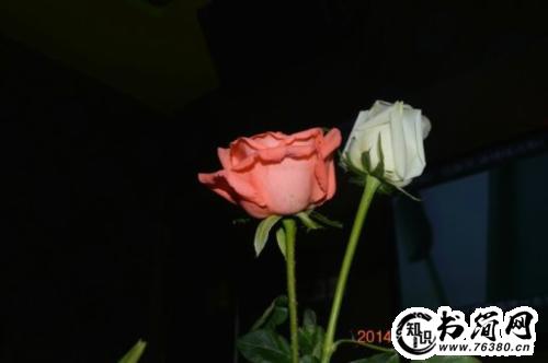 描写玫瑰美的优美句子 描写玫瑰花的优美句子