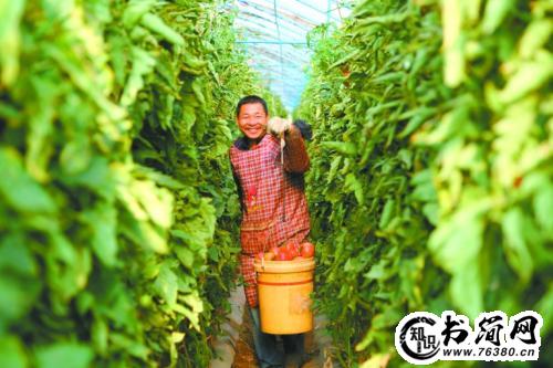 描写辣椒的优美句子 赞美辣椒的句子