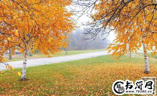 有关于描写秋雨的优美句子