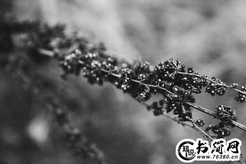 描写夜晚的句子