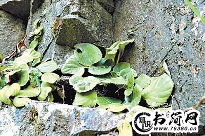 描写小草的句子 描写小草的外貌句子