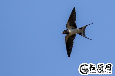 描写燕子的句子 描写燕子的句子和段落