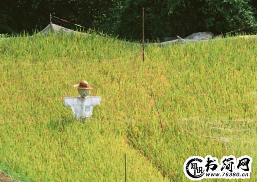 描写田园的句子 田园的花句子