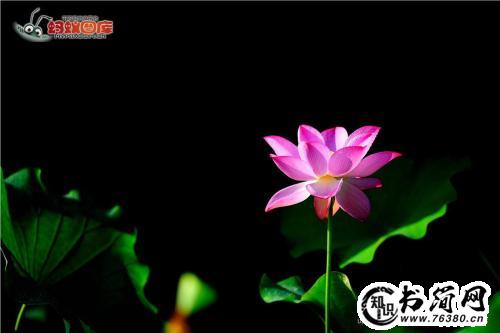 描写莲花的句子 关于莲花的句子