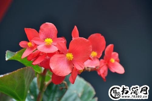 描写海棠的句子 描写四季海棠的句子