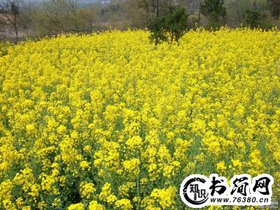 油菜花的描写句子 描写油菜花的优美句子