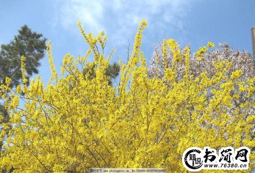 描写迎春花句子 描写迎春花的优美句子
