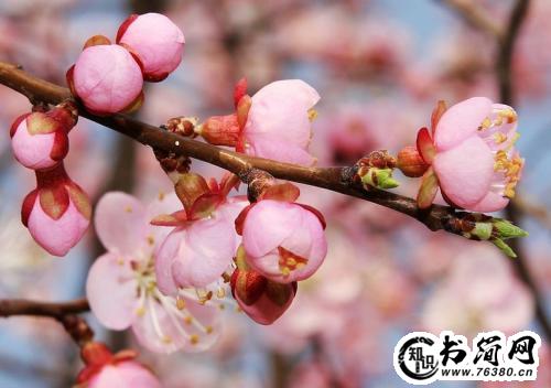 描写杏花的句子 描写一支杏花的句子