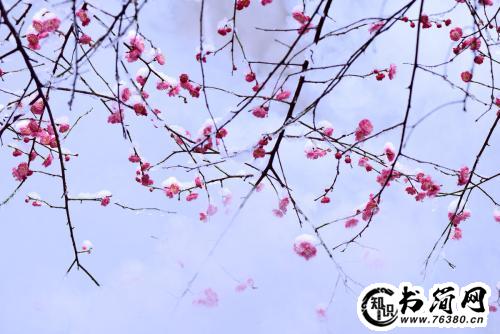 描写树的优美句子 描写红梅树的优美句子