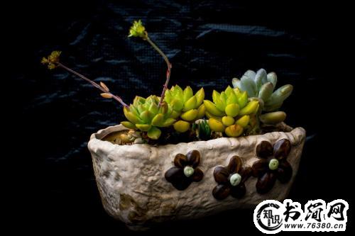 描写多肉的优美句子 关于多肉植物唯美句子