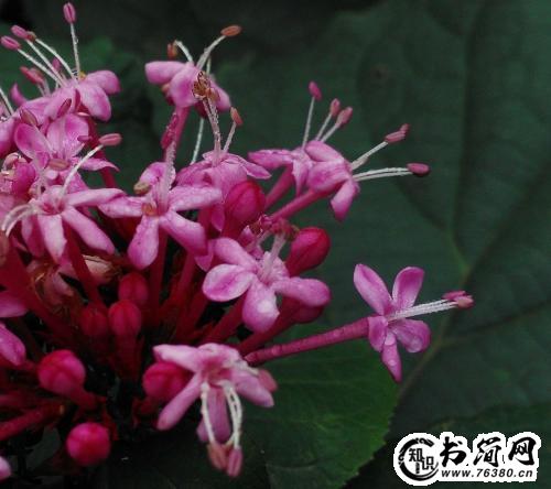 描写牡丹形状优美句子 描写牡丹的优美句子