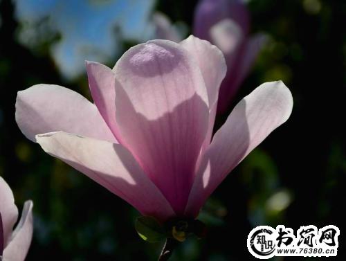 描写红玉兰的优美句子 描写广玉兰的优美句子