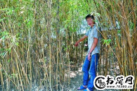 描写小竹林的优美句子 形容竹林意境的句子