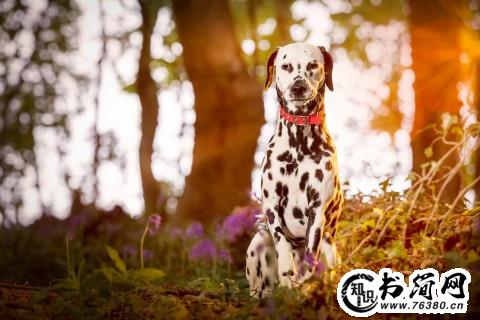 描写柳树优美的句子 描写柳树的好词好句