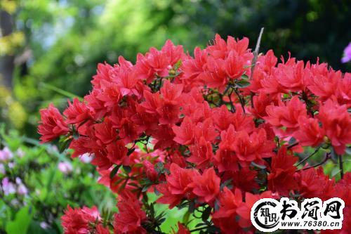 描写映山红的优美句子 赞美映山红的句子