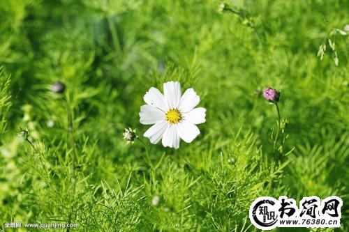 描写小芽的优美句子 描写春天发芽的句子