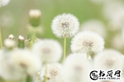 精选描写雪的优美句子70句 描写雪花的优美句子