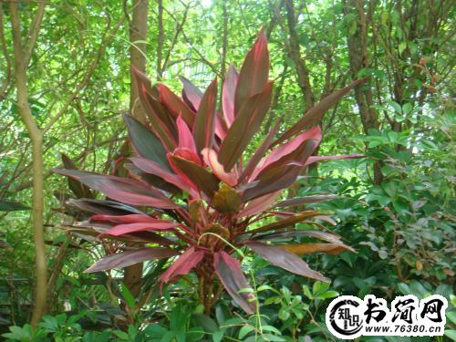 描写植物茎的优美句子 描写植物的优美句子