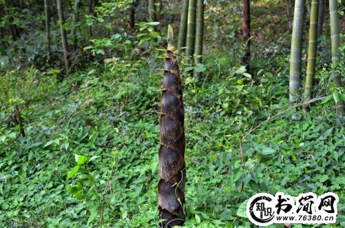 描写竹笋的优美句子 描写竹笋破土而出句子