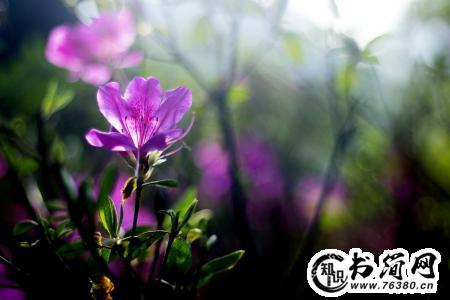 描写花儿的优美句子