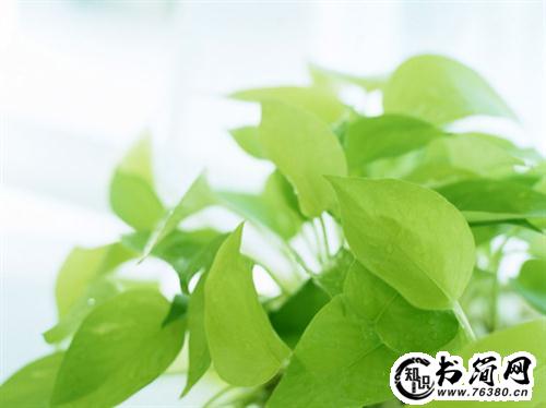 描写冬天花儿的句子 描写冬天的句子